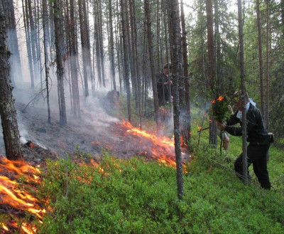 Мурманская область уже на втором месте по площади лесных пожаров в СЗФО