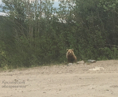 На медведя с московской пропиской – 2