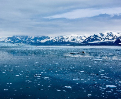 Мишустину предлагают сократить фонды и институты развития Арктики