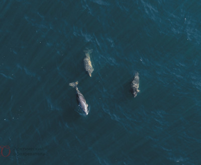 ФОТО ДНЯ: Североатлантические морские свиньи в проливе Малый Олений