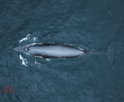 Жажда наживы убивает китов в Териберке