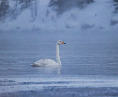 ФОТО ДНЯ: Лебедь, зимующий на юге Кольского полуострова