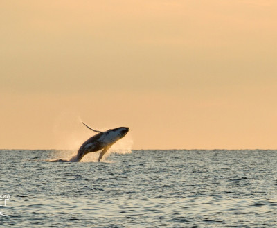 ФОТО ДНЯ: Полёт горбатого кита