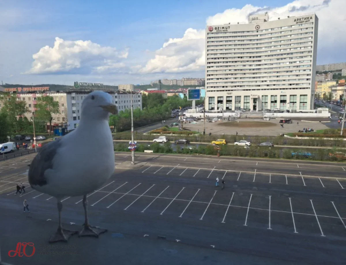 ФОТО ДНЯ: Гигантская чайка на площади Пять углов в Мурманске
