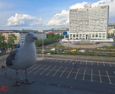 ФОТО ДНЯ: Гигантская чайка на площади Пять углов в Мурманске