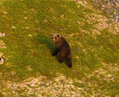 ФОТО ДНЯ: Кильдинский медведь