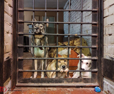Чиновники Кольского района предлагают усыплять бездомных собак
