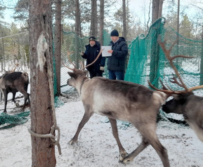 Нет повести печальнее на свете, чем повесть об оленях и бюджете