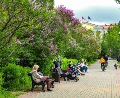 ФОТО ДНЯ: Мурманск в цвету