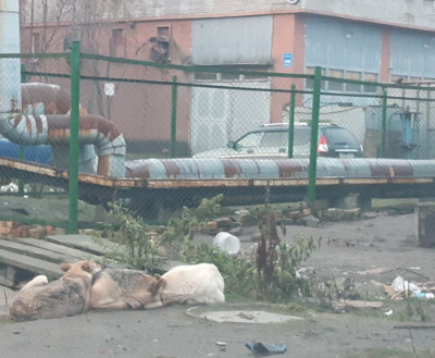 Когда собака – не друг человека