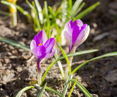 ФОТО ДНЯ: Цветущие крокусы в одном из мурманских дворов